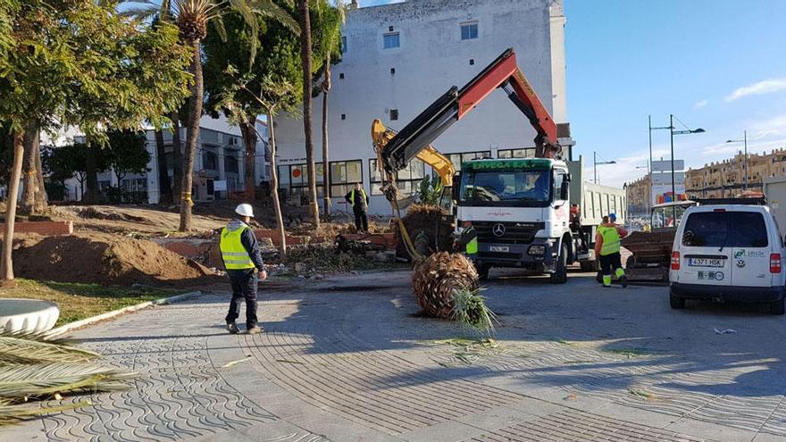 Operarios trabajan en el palmeral de San Pedro.