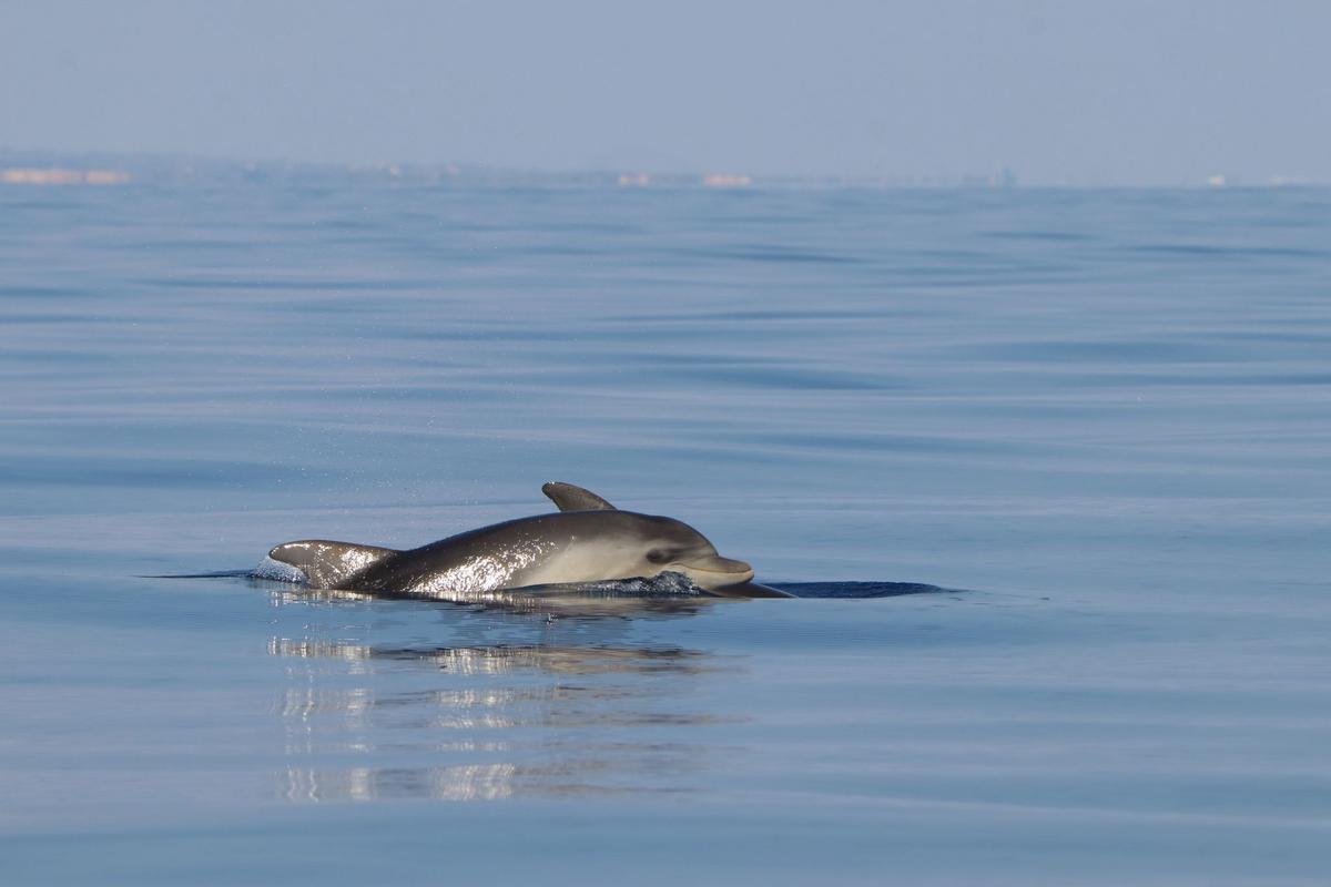 Un estudio revela que 78 ejemplares de delfines habitan en aguas de Cabrera