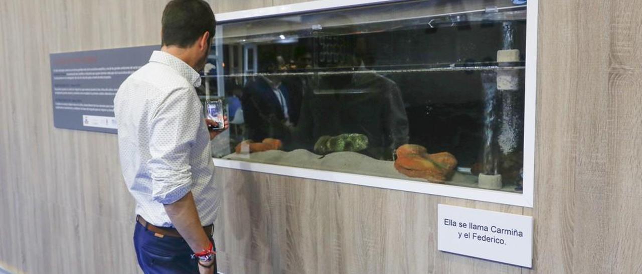 Un visitante junto a los pulpos nacidos y criados en cautividad en el &quot;stand&quot; de Grupo Pereira. // R. Grobas