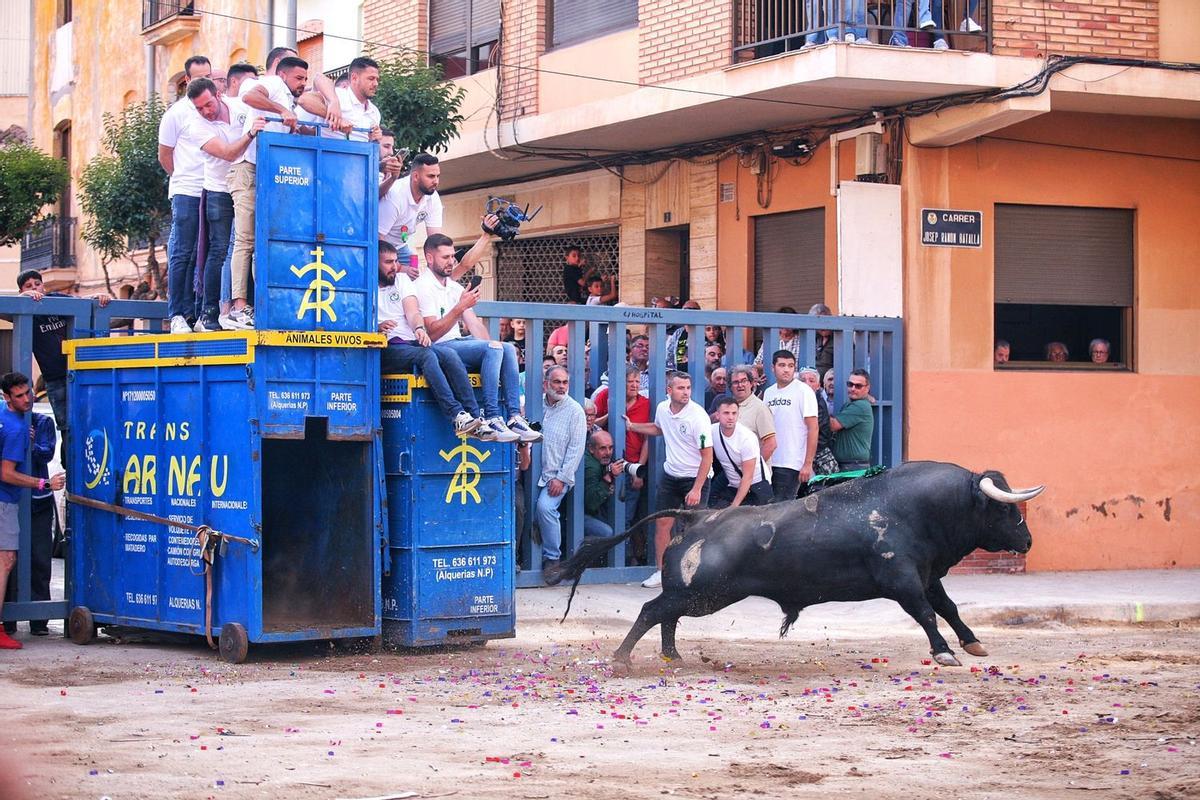 En las fiestas de Sant Pasqual no falta el 'bou per la vila'.