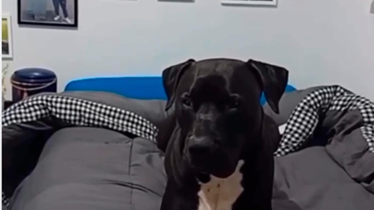 El duro momento de 'Tyson' y la realidad de un perro en duelo: "Mi hijo falleció hace un año y es la primera vez que entra en su habitación, no se atrevía"