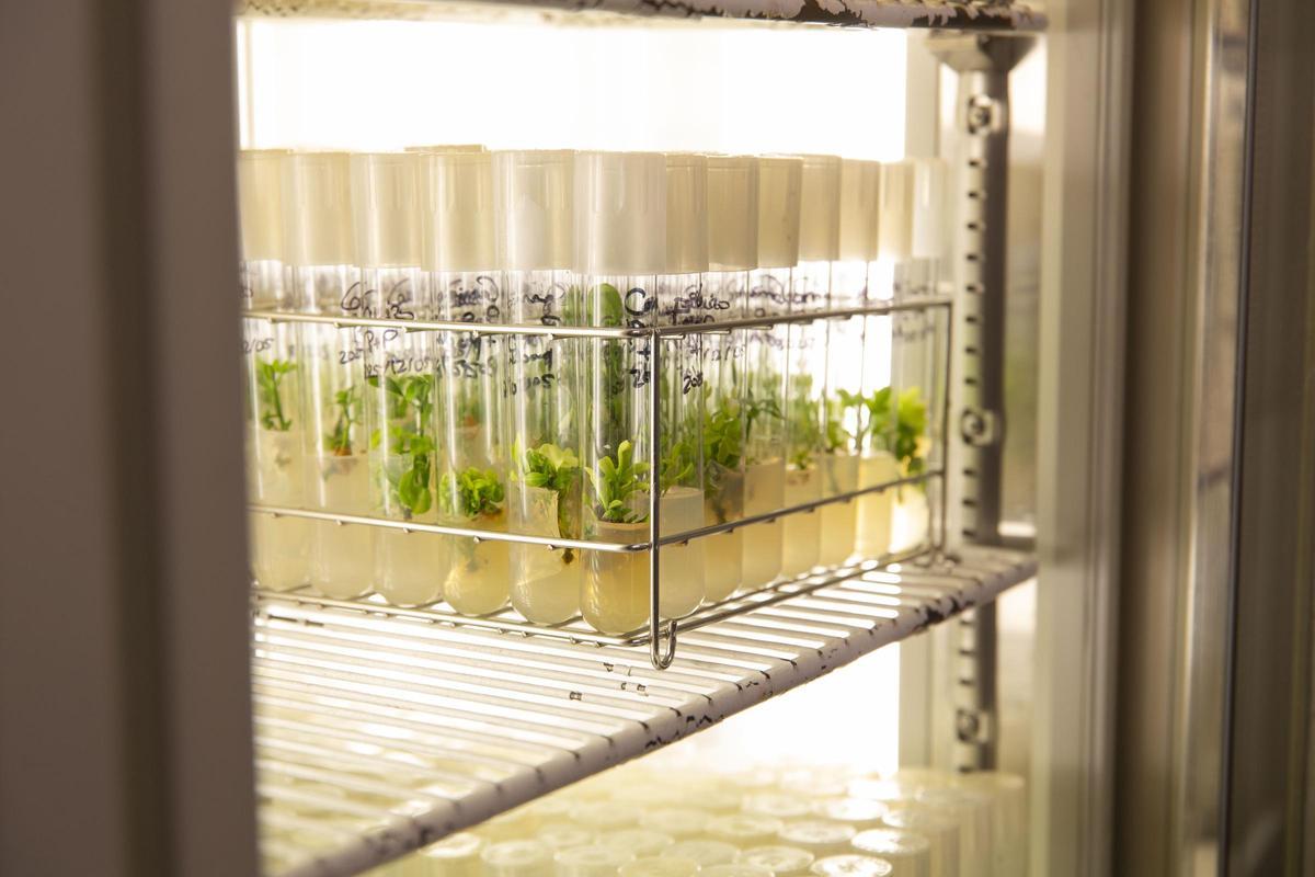 Investigación en laboratorio.