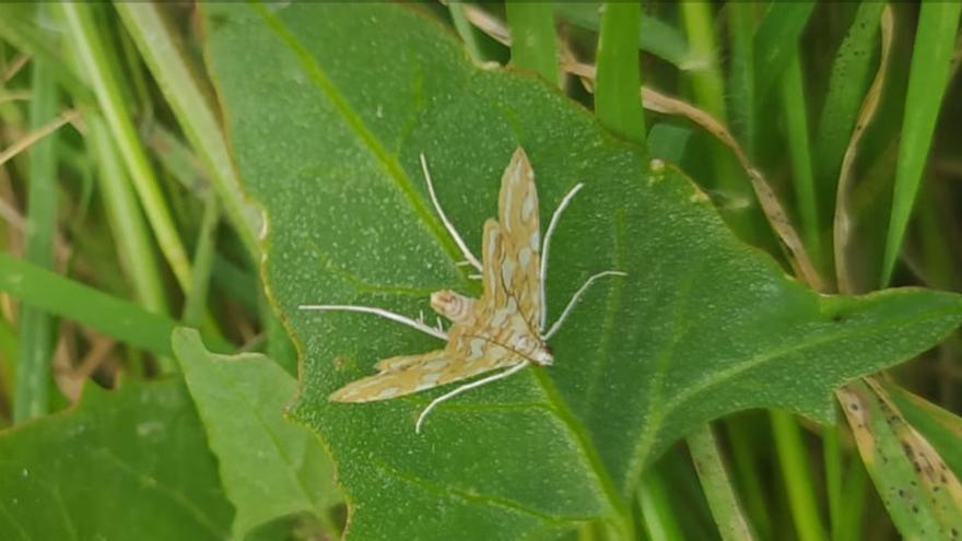 Nueva mariposa localizada en la Albufera