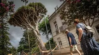 Las lluvias del invierno, principal hipótesis tras la caída del drago de la plaza de la Catedral de La Laguna