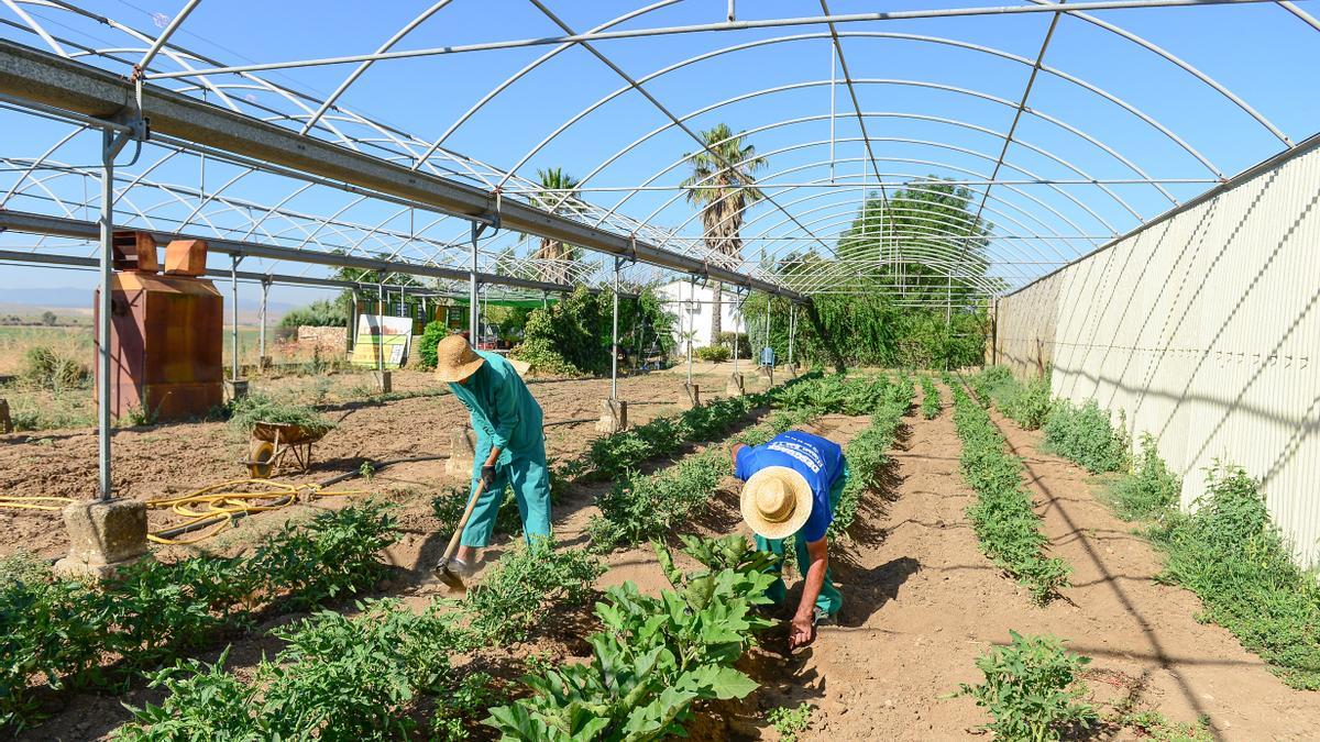 Dos usuarios del taller de jardinería, trabajando en el huerto.