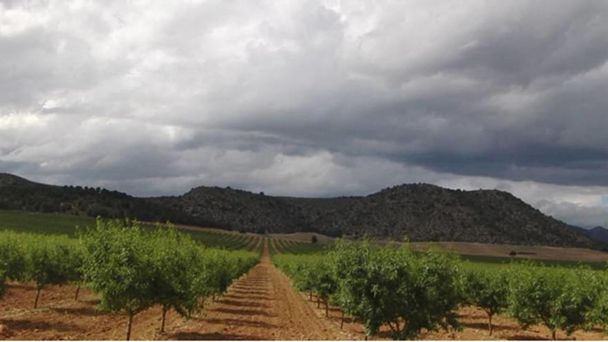 Una de las fincas de secano que supuestamente se ha convertido en regadío según la denuncia de Areca.