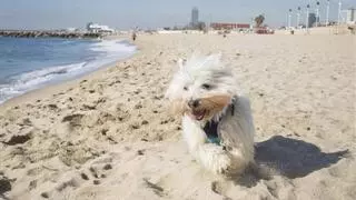 ¿Puedo ir con mi perro a una playa con bandera azul?