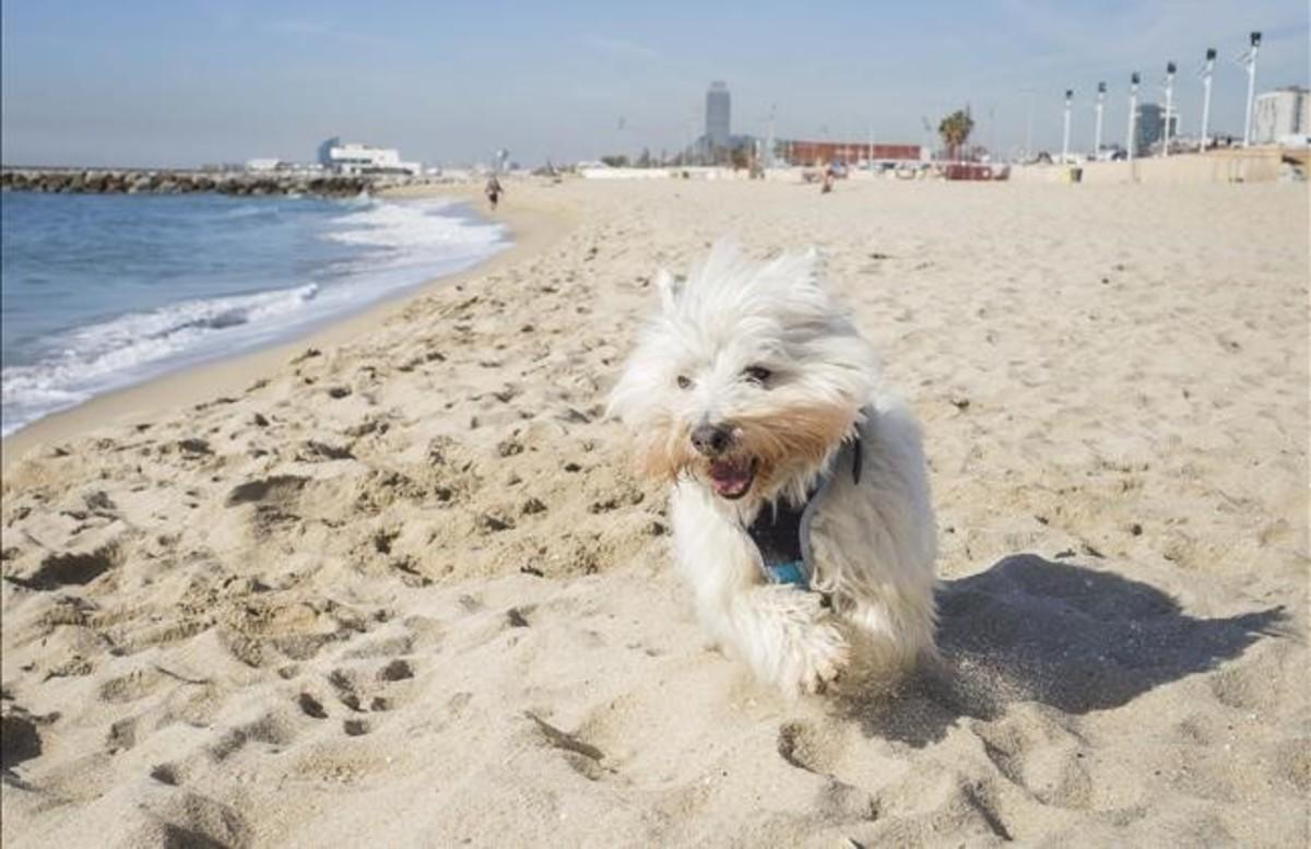 Playa para perros en Barcelona