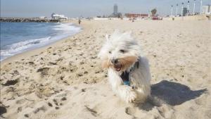 Playa para perros en Barcelona