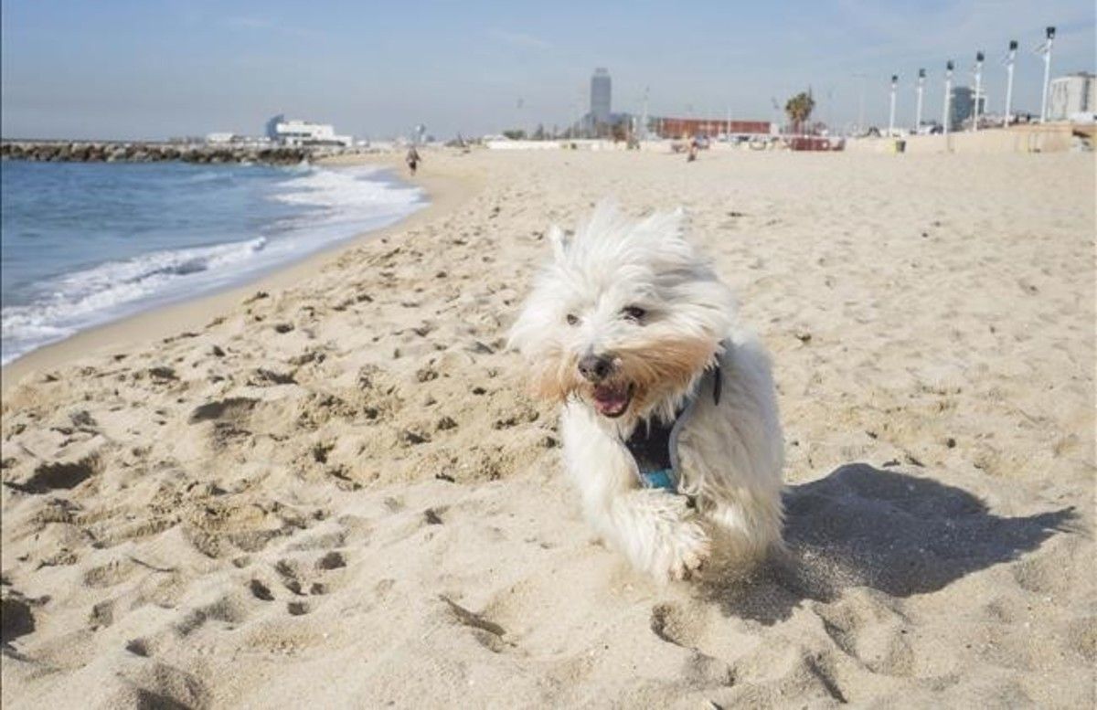 se permiten perros en la playa del parque estatal de holanda