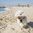 Playa para perros en Barcelona