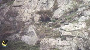 VÍDEO | Registrades per primera vegada imatges de dues osses amb tres cadells cada una a la vall d’Aran