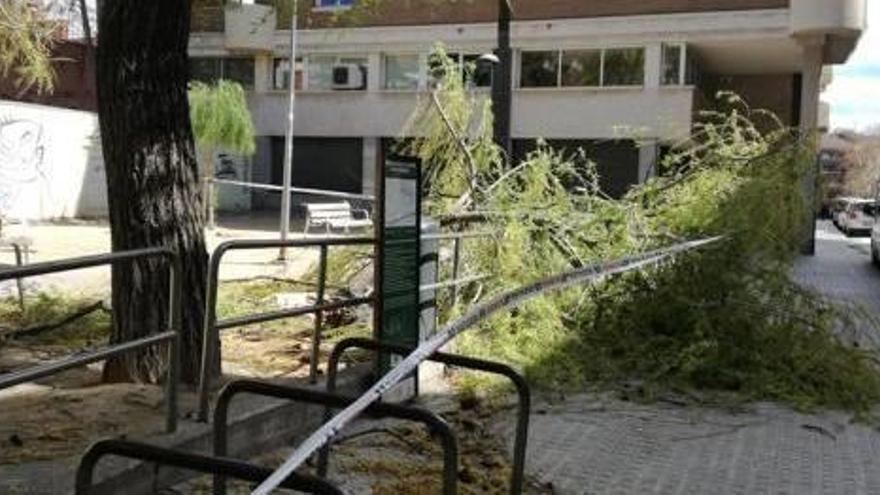 Un arbre caigut al carrer Sant Fruitós de Manresa ahir pel vent