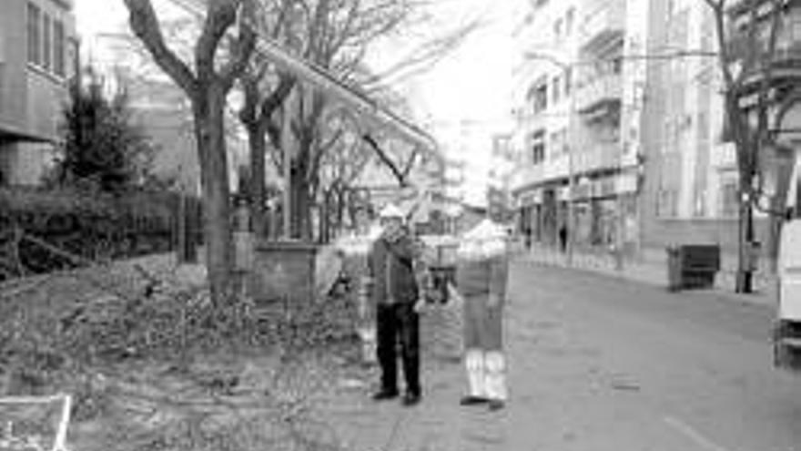 Cinamomos podados en la avenida Villanueva