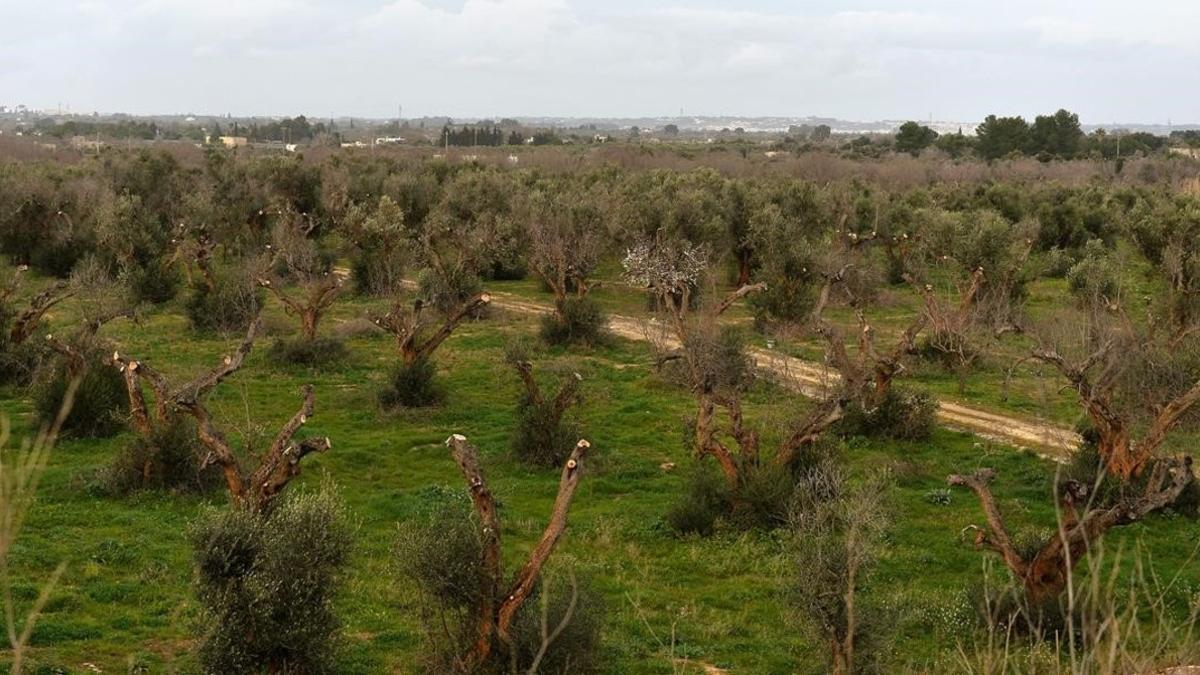 Olivos afectados por la Xylella en la región italiana de Puglia.