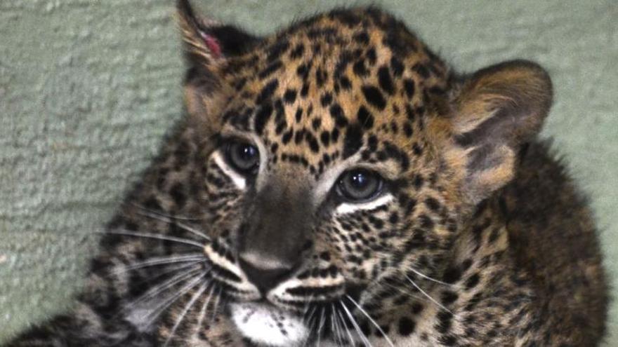 Los escolares pondrán nombre al cachorro de leopardo de Bioparc