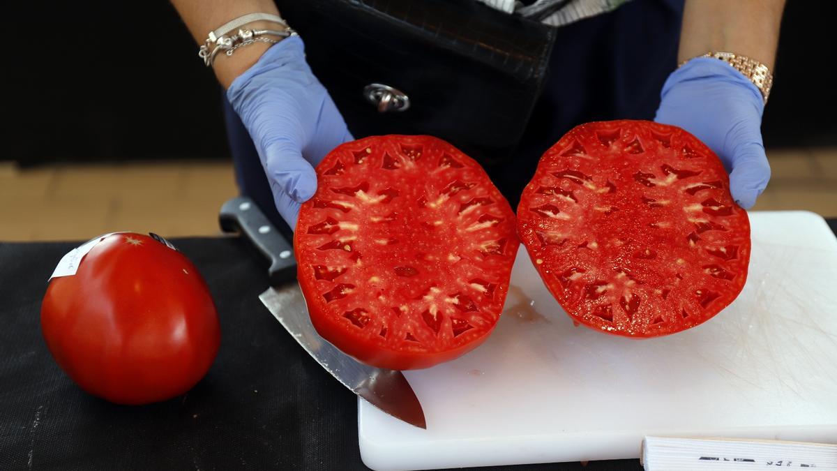 Concurso hortofrutícola de Coín y subasta Mejor Tomate Huevo de Toro