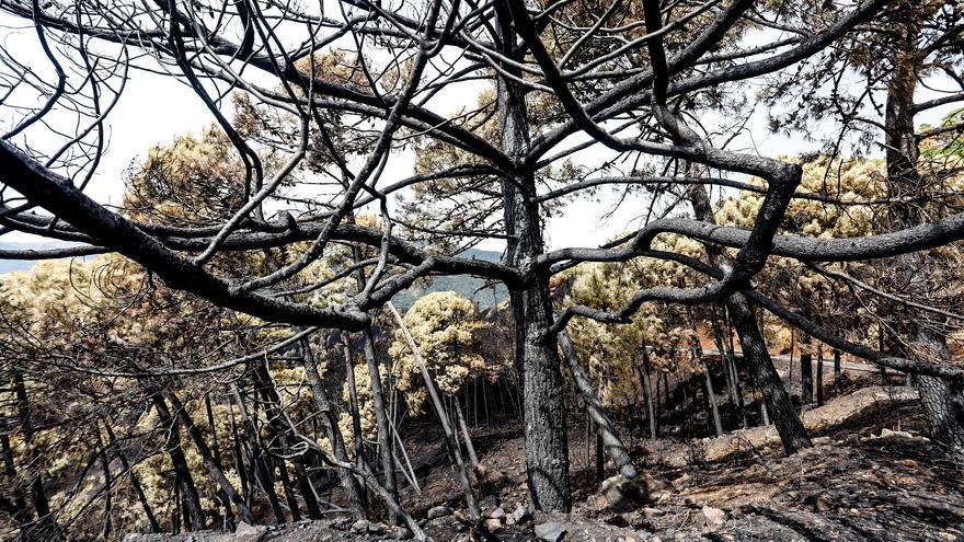 Zonas quemadas por el incendio de Sierra Bermeja, en el área de Puerto de Peñas Blancas a 14 de septiembre 2021 en Estepona (Málaga) Andalucía