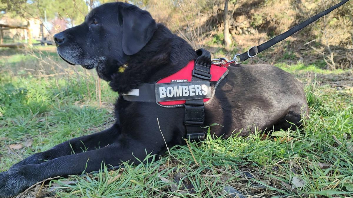 El Xot i el seu guia Andreu Morera, del Grup Caní de Recerca de Bombers El Xot i el seu guia Andreu Morera, del Grup Caní de Recerca de Bombers