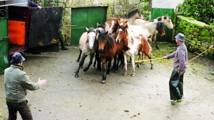 Dos personas cercan a una manada de caballos salvajes en un camino de Moscoso.  // A.M. Leiro