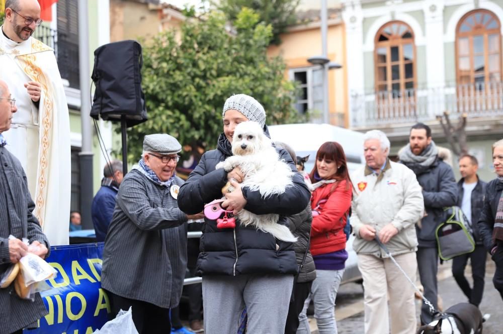 Bendición de animales en Paterna.