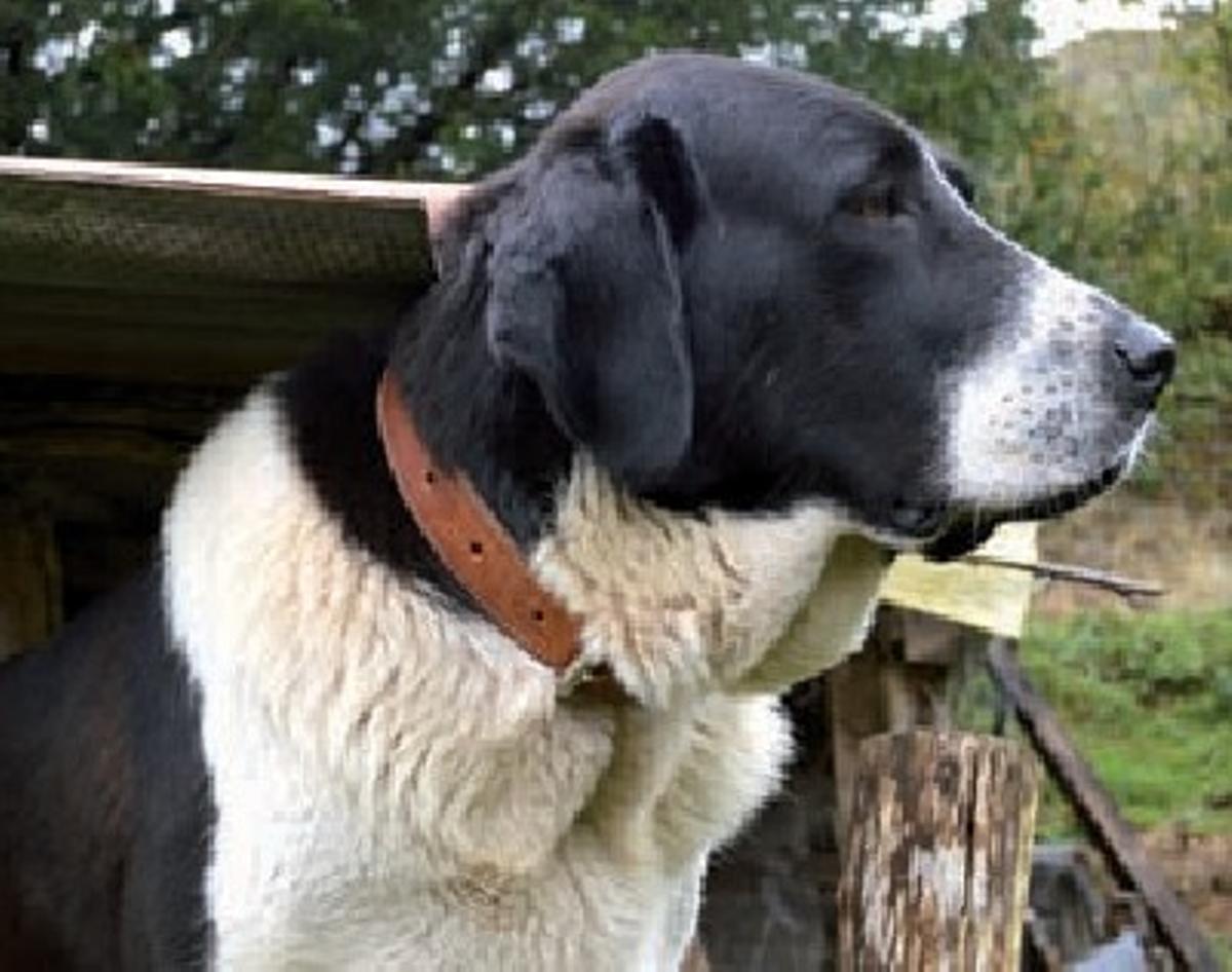 Ejemplar de "pastor del osu".