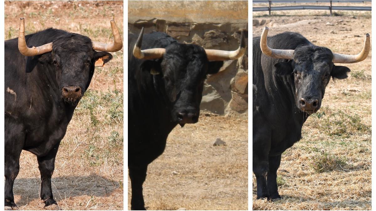 Estos son los tres primeros toros confirmados para las fiestas de septiembre de Vila-real.