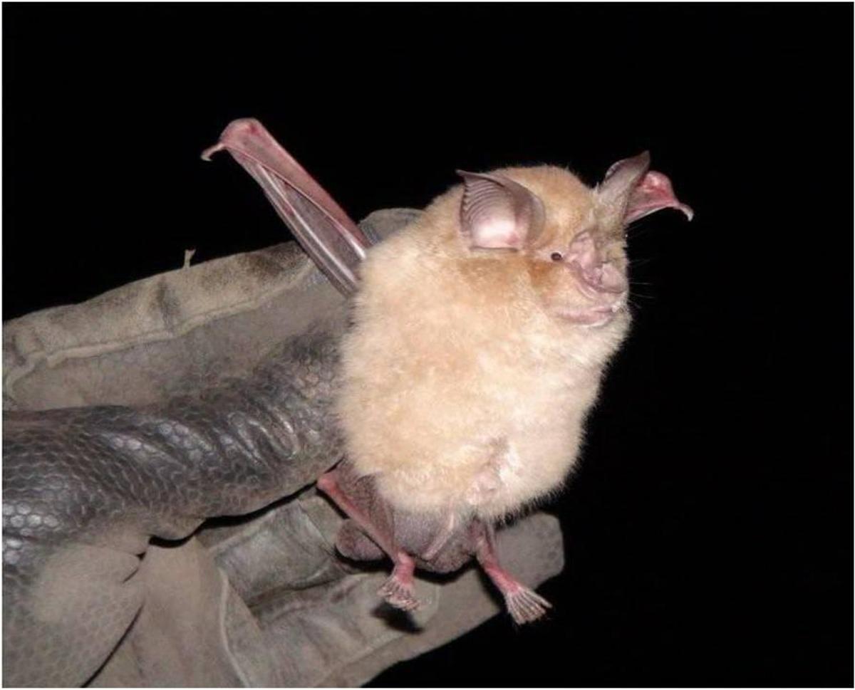 Un ejemplar de murciélago