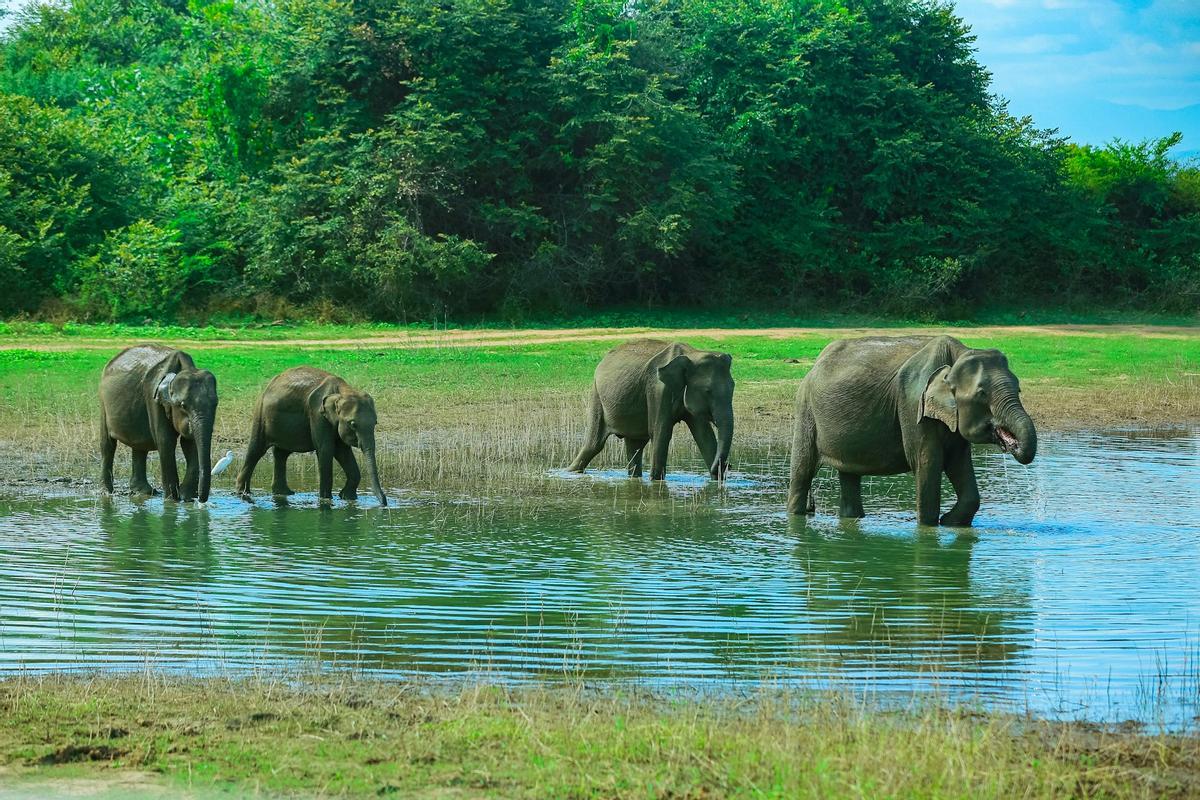 Grupo familiar de elefantes asiáticos.