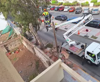 La obra del hotel de Salinetas fuerza la tala de cuatro árboles enfermos