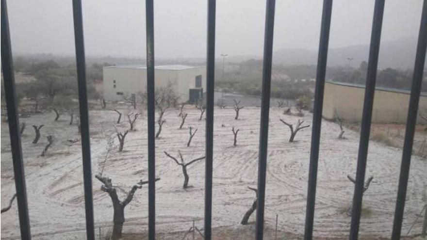 Daños en la alcachofa y los almendros por las heladas