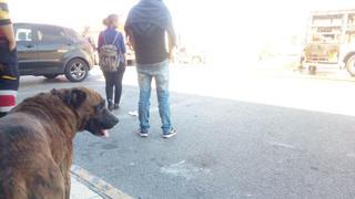 Tyson, la mascota que también se salvó