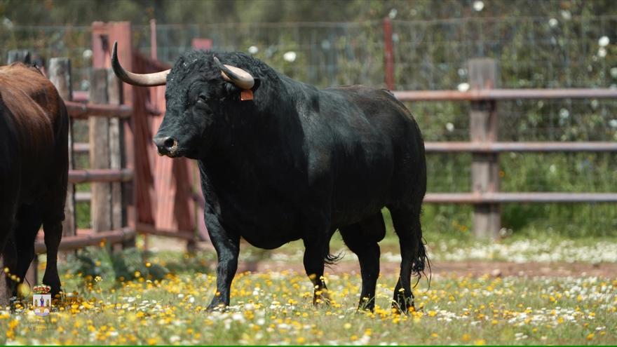 VÍDEO | Así es el Toro Enmaromado de Benavente de 2024