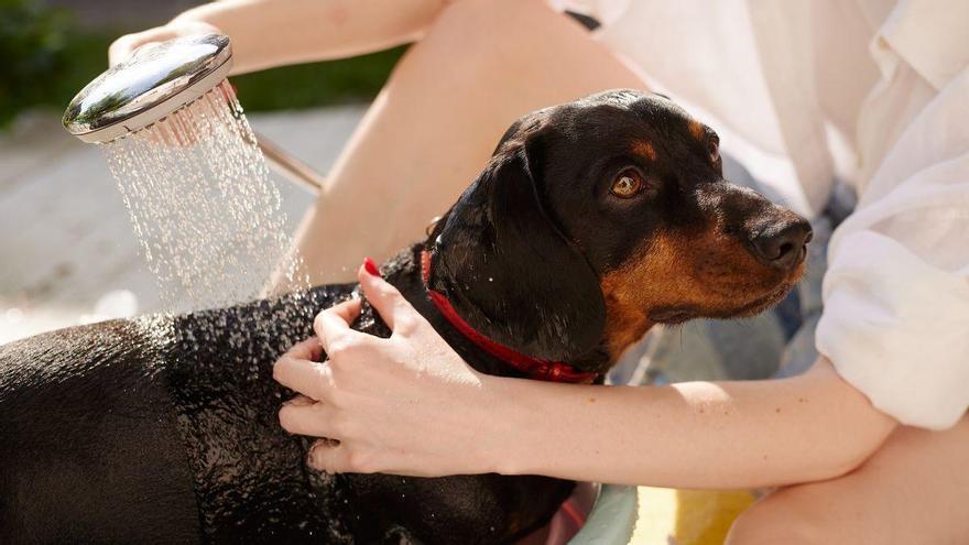 Refrescar a tu perro con agua fría cuando tiene calor: el error que puede poner en riesgo su vida