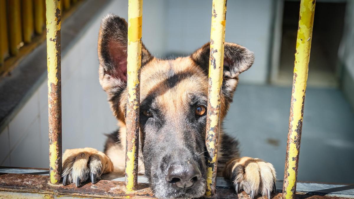 Un pastor alemán en uno de los cheniles del Centro de Protección Animal de Badajoz, en 2023.