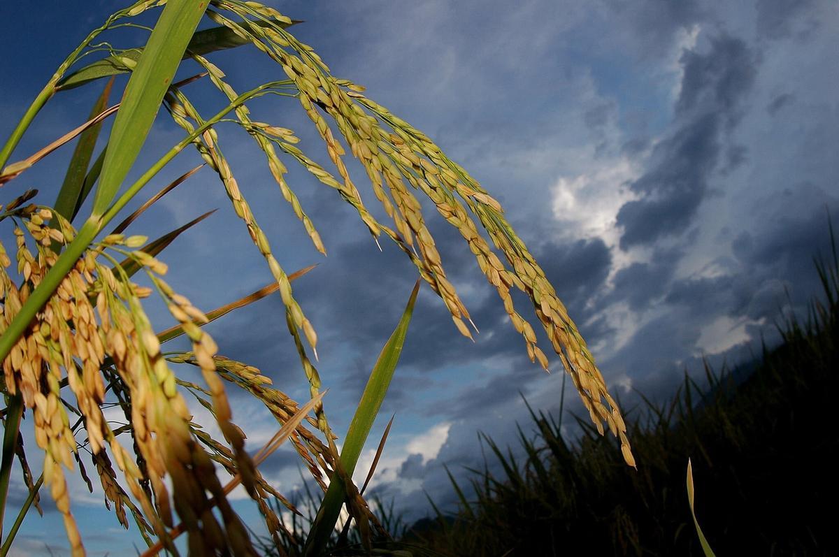 El calentamiento global, en especial el nocturno, pone en peligro la producción de cereales.
