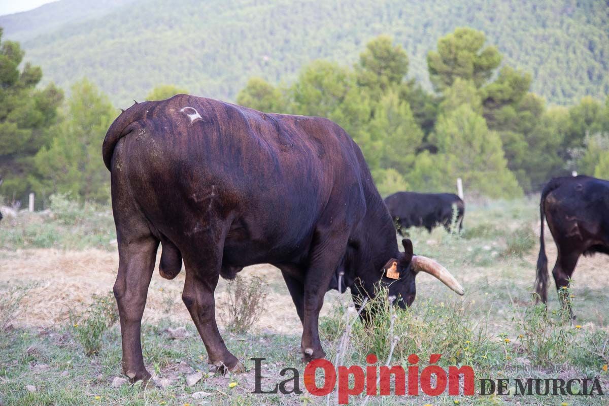 Primer encierro Fiestas de Moratalla