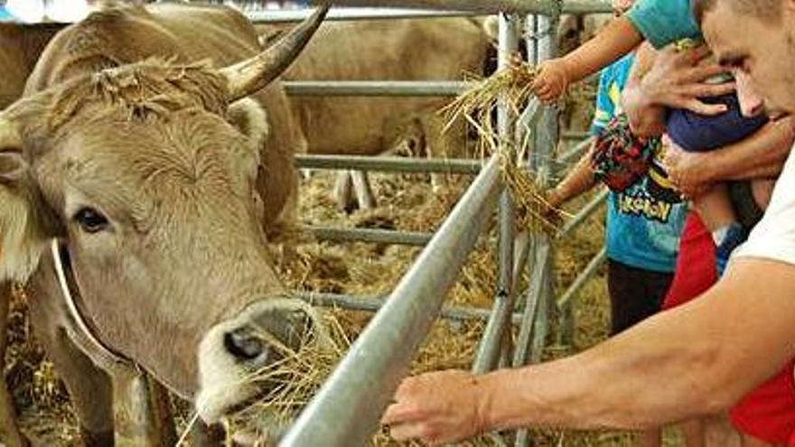 Visitants a la fira de Berga de l&#039;any passat donant palla a una vaca bruna