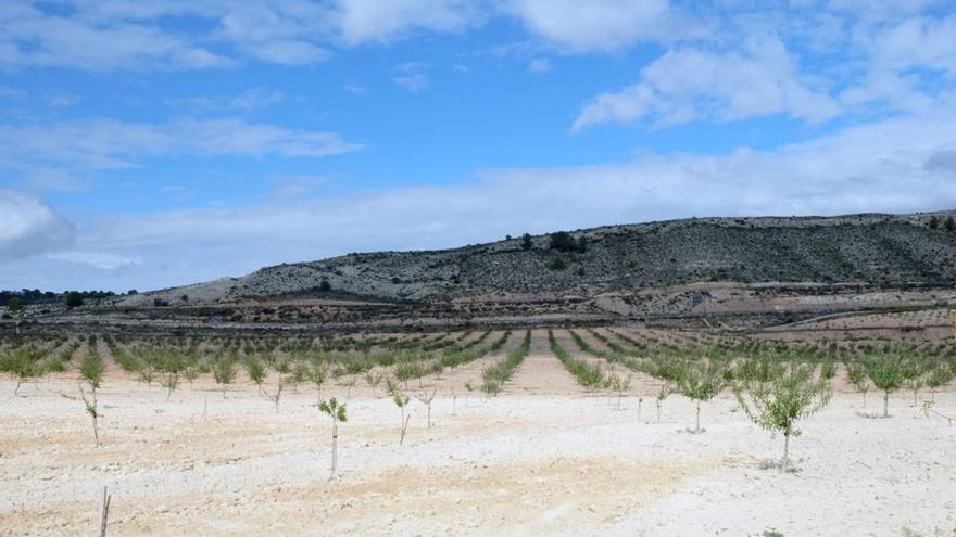 Paisaje de una plantación de secano en la Región de Murcia.  | CRISTINA HEREDIA