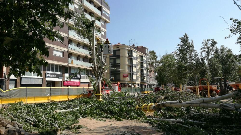 Cauen dos arbres a la Bonavista