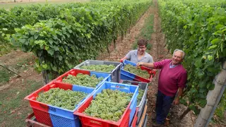 Rías Baixas confirma la exitosa vendimia: 42 millones de kilos de uva
