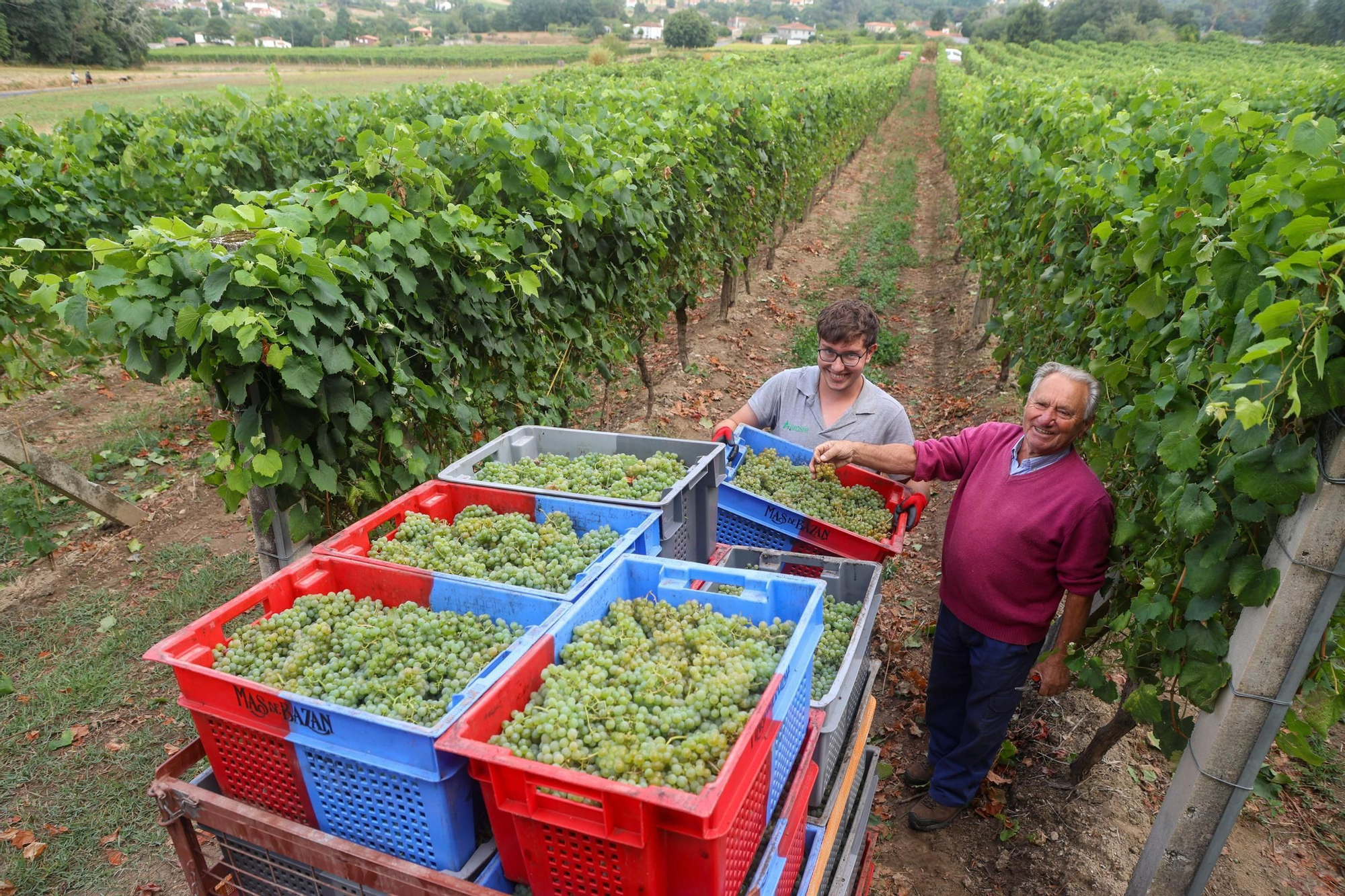 Recolección de uva para el primer espumoso de la bodega arousana Granbazán (O Salnés) en una parcela de Vedra (Ribeira do Ulla).