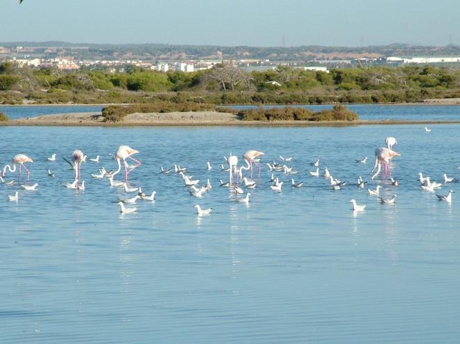 Flamencos en el Parque Regional de las Salinas de San Pedro del Pinatar.