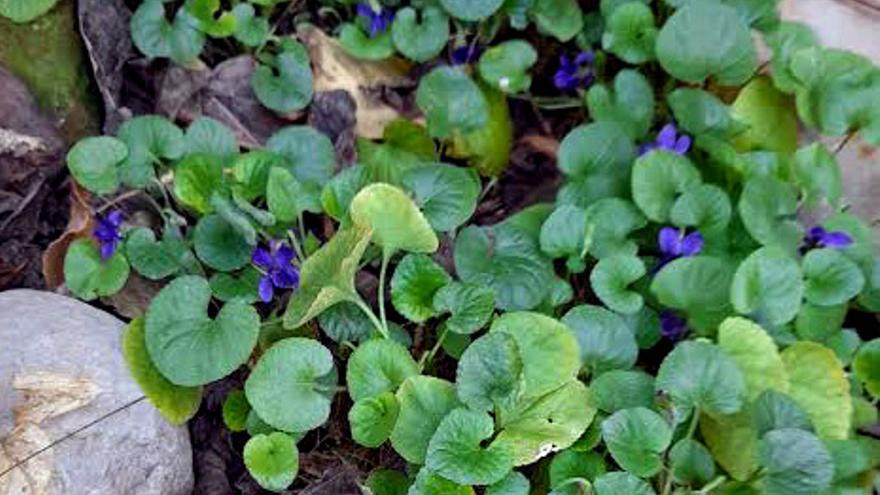 Violes de primavera.