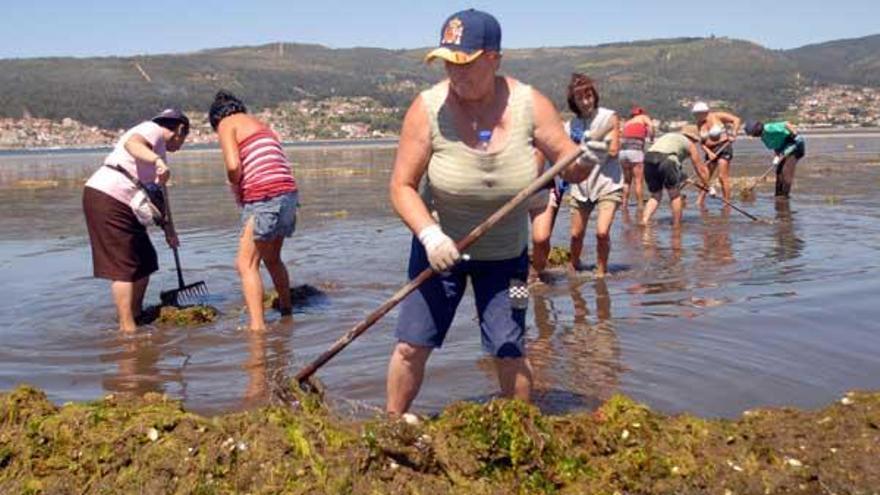 Un grupo de mariscadoras trabajar en Poio durante una jornada de limpieza de algas.  // Noé Parga