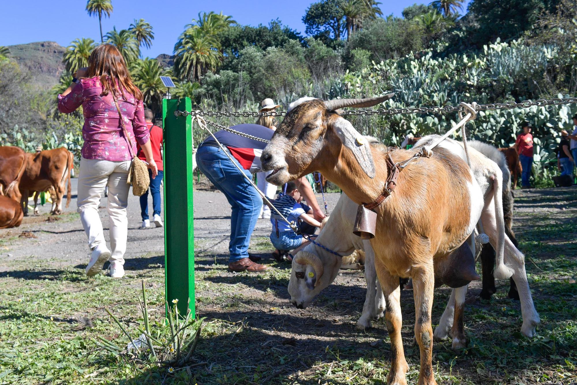 Fiestas de Santa Lucía de Tirajana