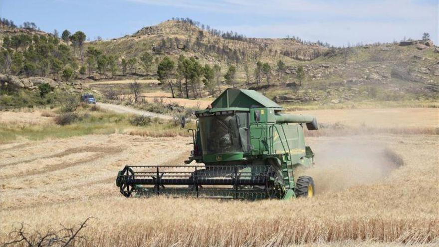 Los precios de los cereales continúan a la baja en los mercados mayoristas