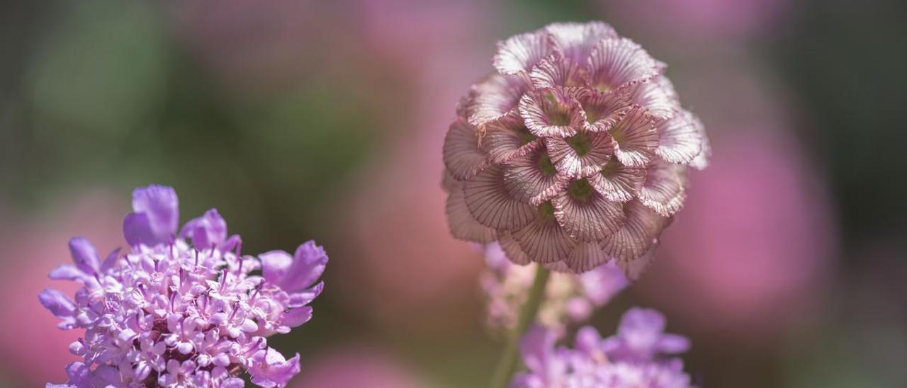 Aquenio que aún conserva algunas flores