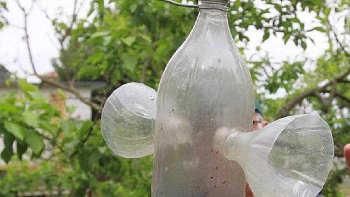 Vecinos y apicultores ponen trampas para capturar las reinas.