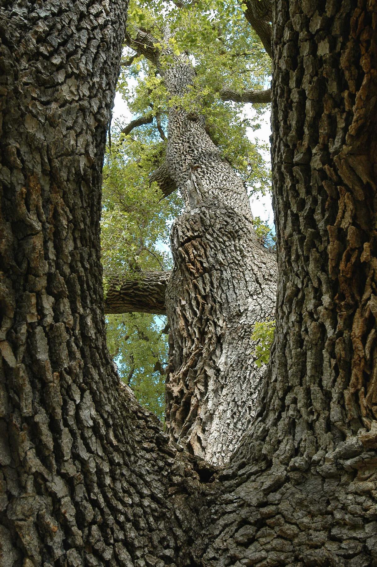 Robles centenarios en el barranc dels Horts.